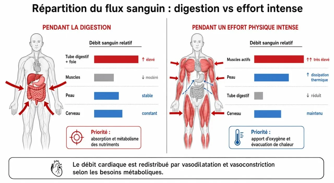 Infographie sur la répartition du flux sanguin lors de la musculation après manger