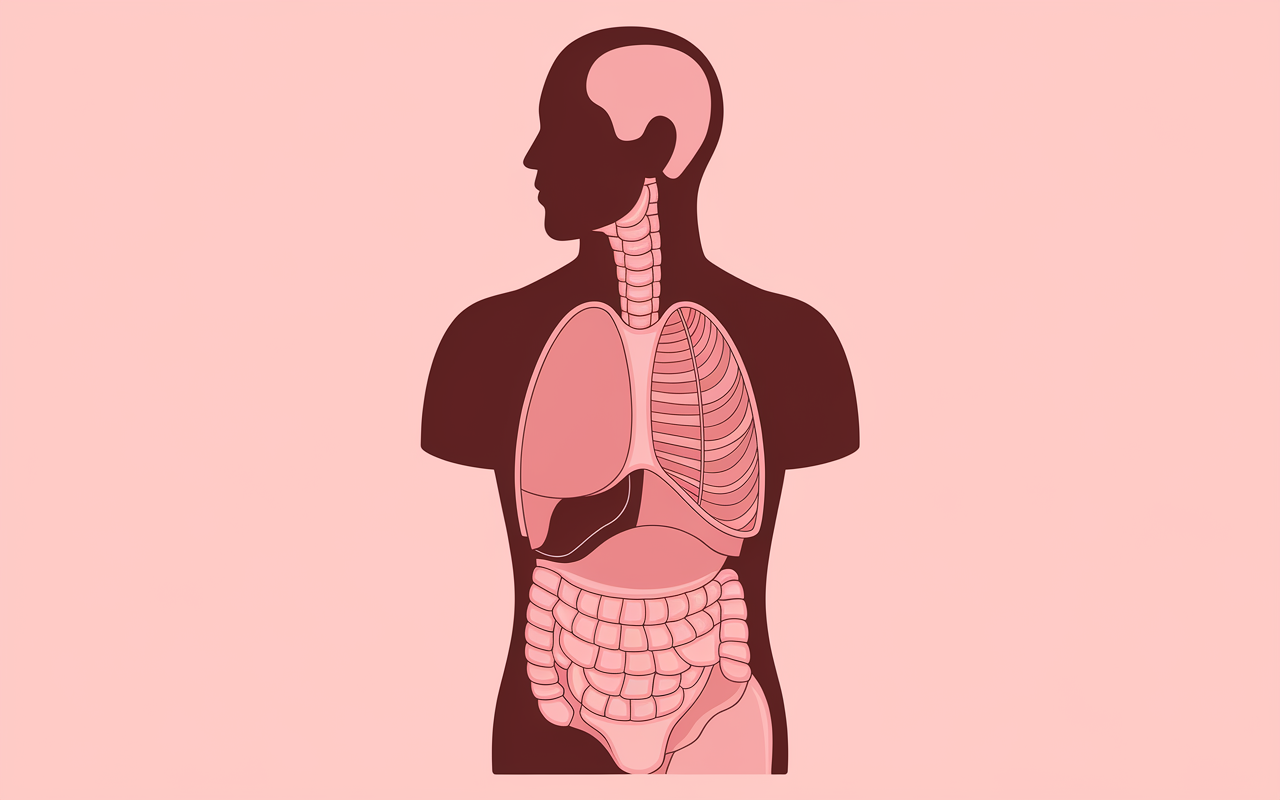 schema anatomique respiration musculation